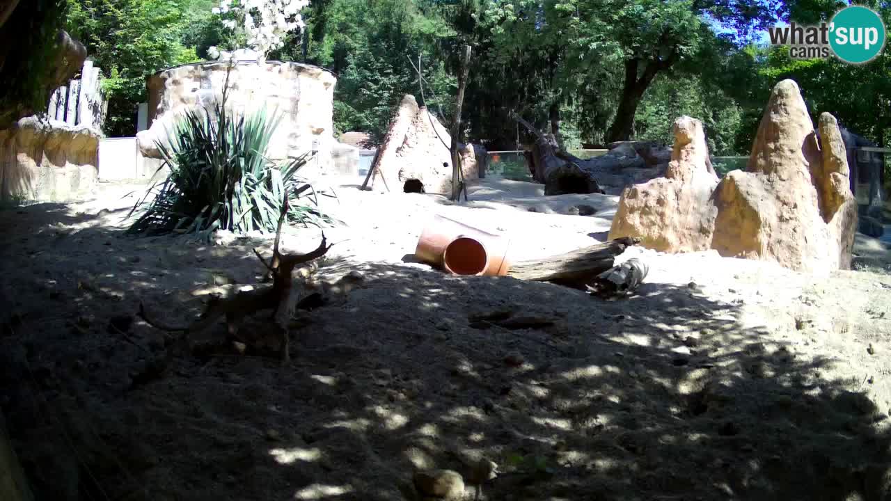 Web kamera Zoo Ljubljana – Merkat