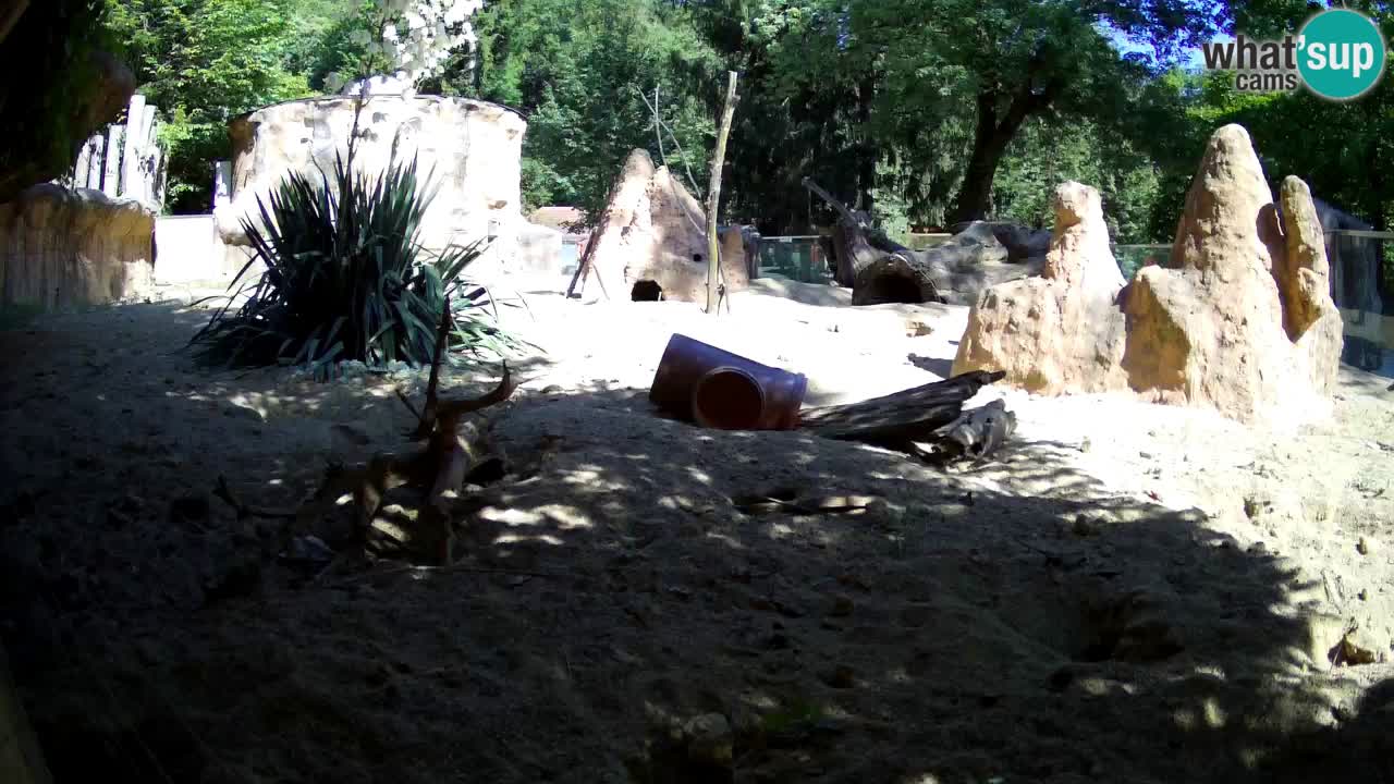 Live cam Zoo Ljubljana – Erdmännchen