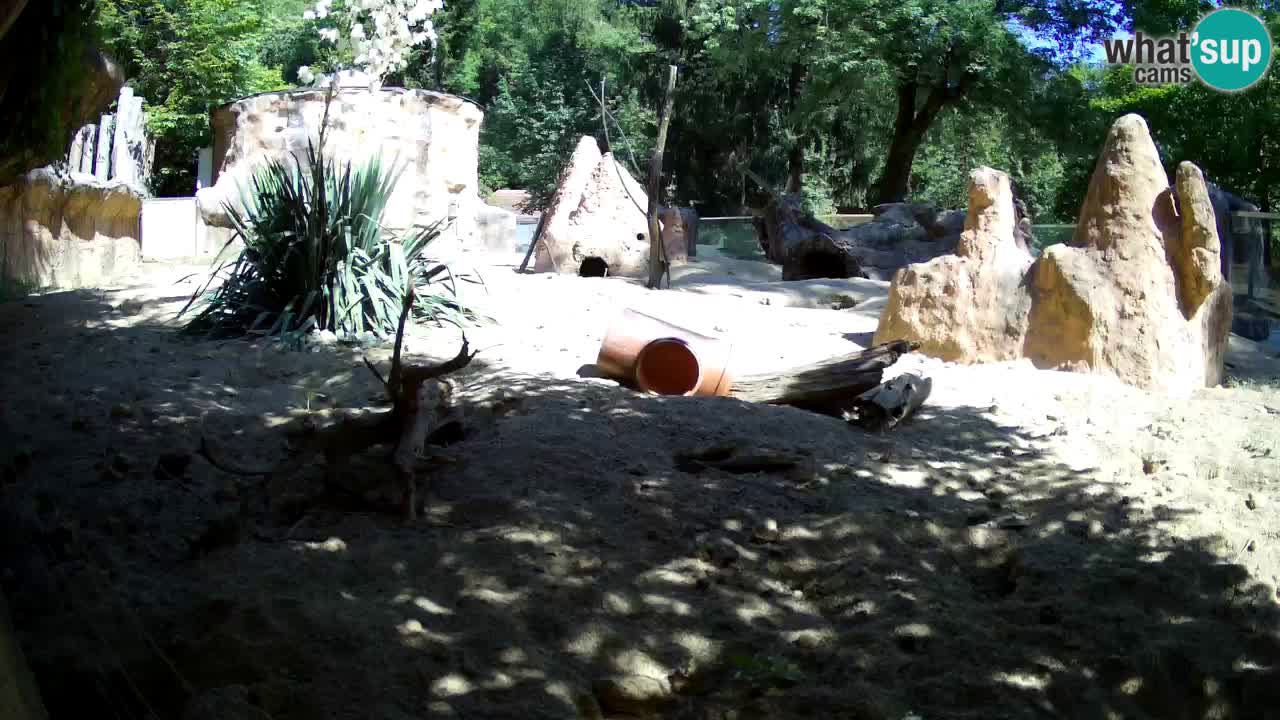 Webcam Zoo Ljubljana – Suricate