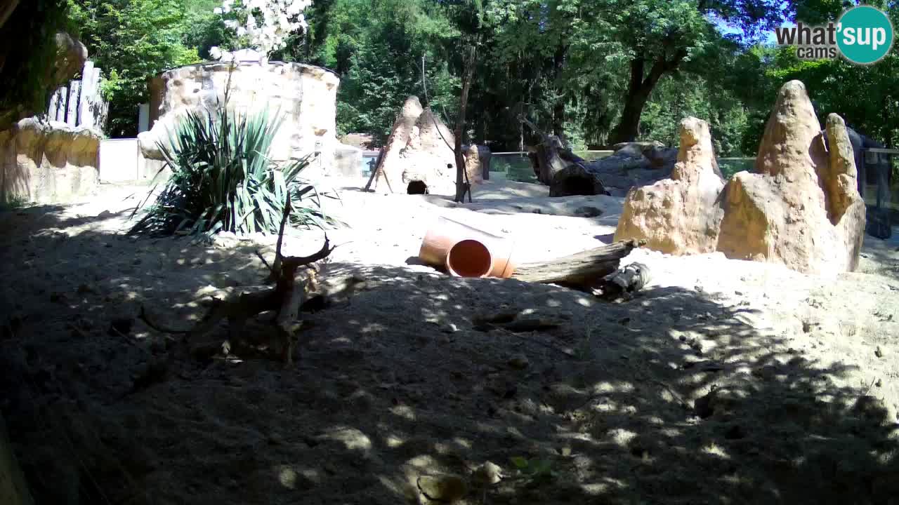 Zoo Ljubljana – Live webcam Meerkat (Suricata)
