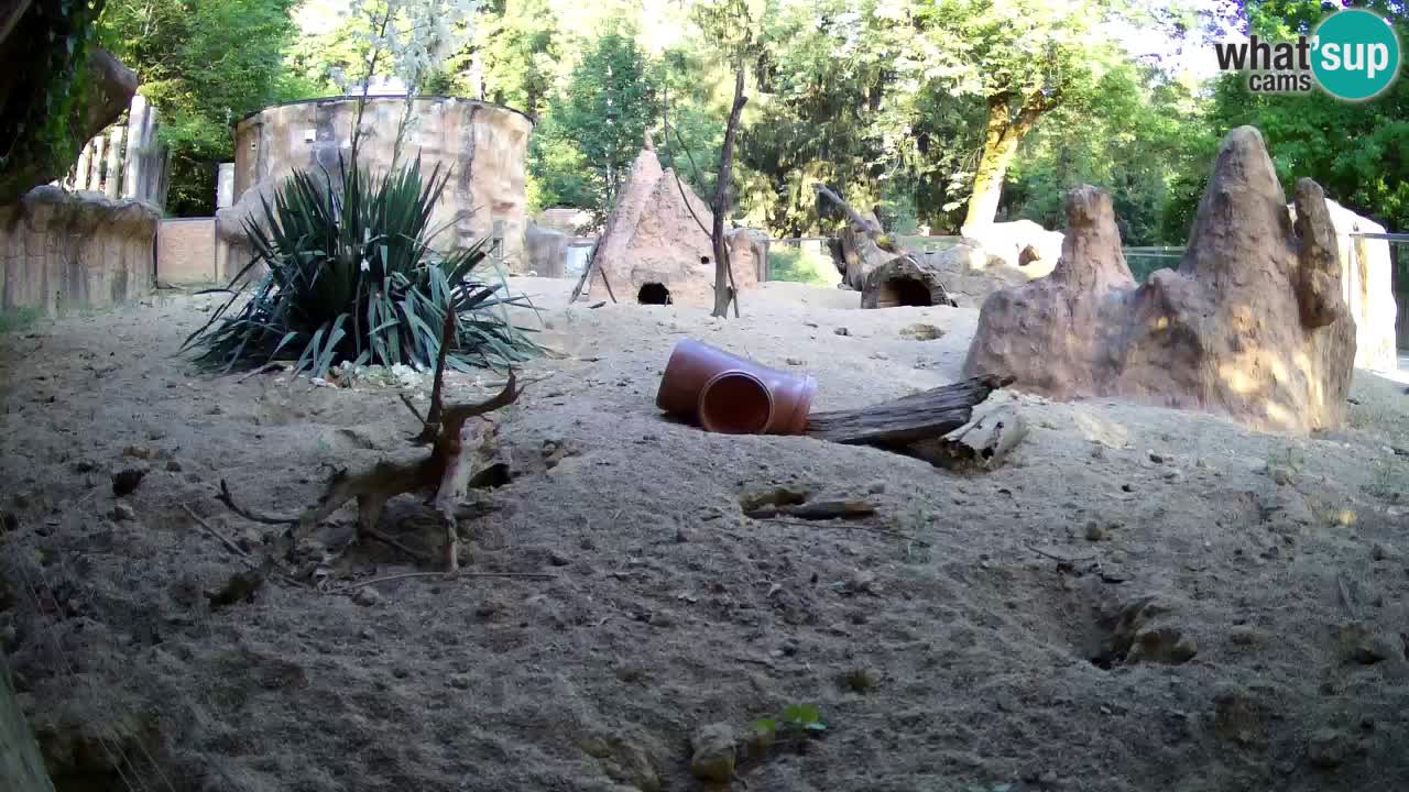 Webcam live Zoo Ljubljana – Suricata