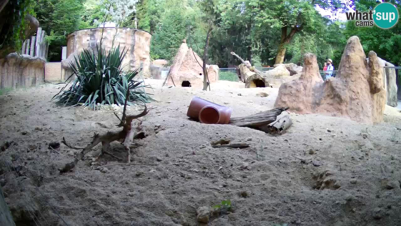 Live cam Zoo Ljubljana – Erdmännchen