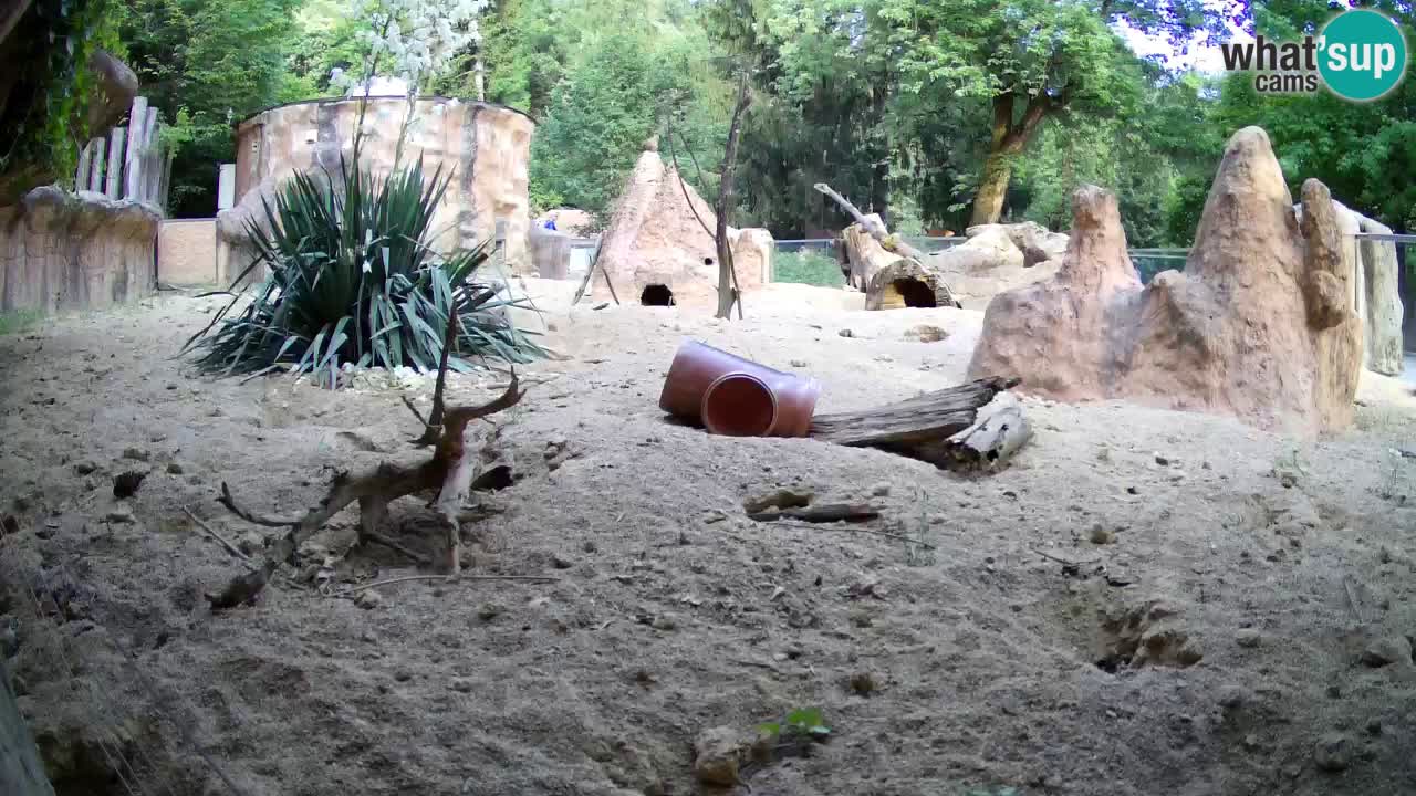 Webcam Zoo Ljubljana – Suricate