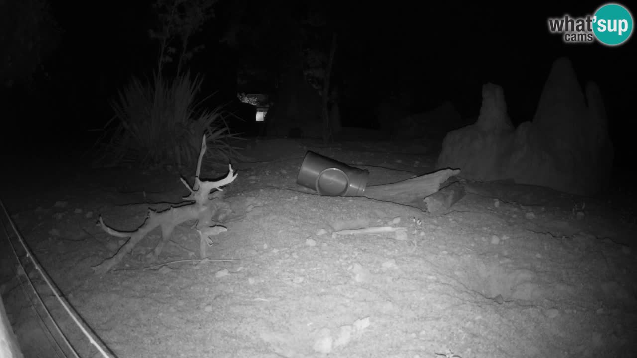 Zoo Ljubljana – Live webcam Meerkat (Suricata)