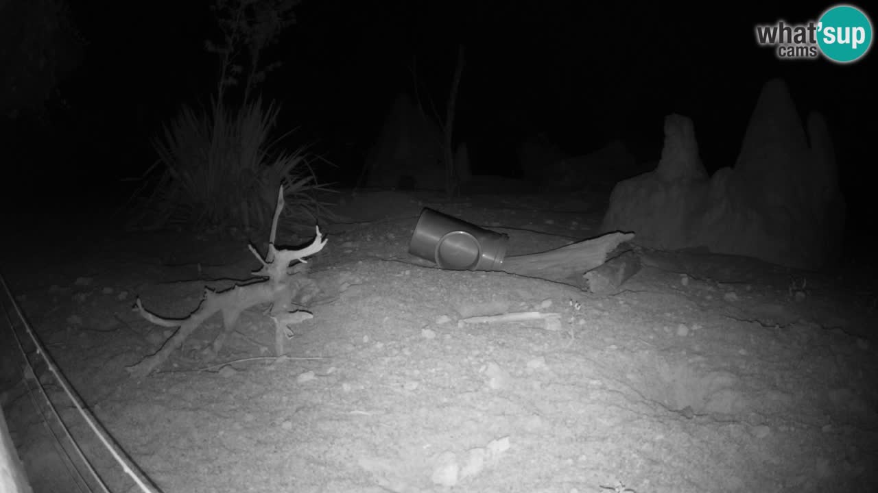 Zoo Ljubljana – Live webcam Meerkat (Suricata)