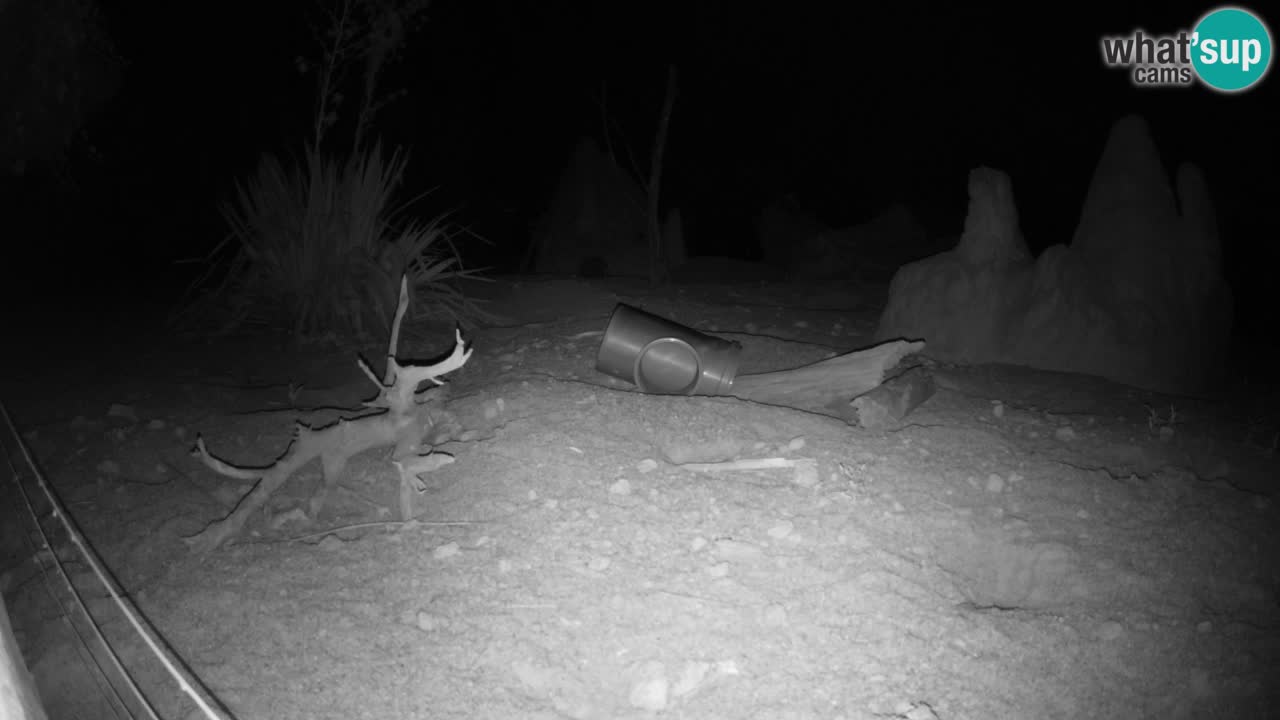 Webcam Zoo Ljubljana – Suricate