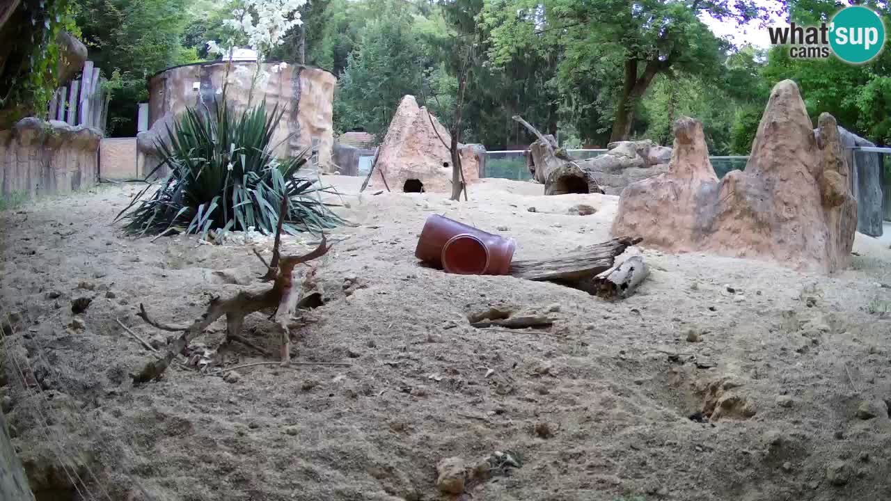 Webcam live Zoo Ljubljana – Suricata