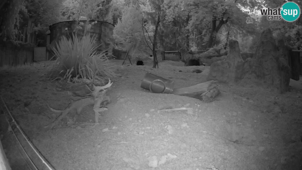 Zoo Ljubljana – Live webcam Meerkat (Suricata)