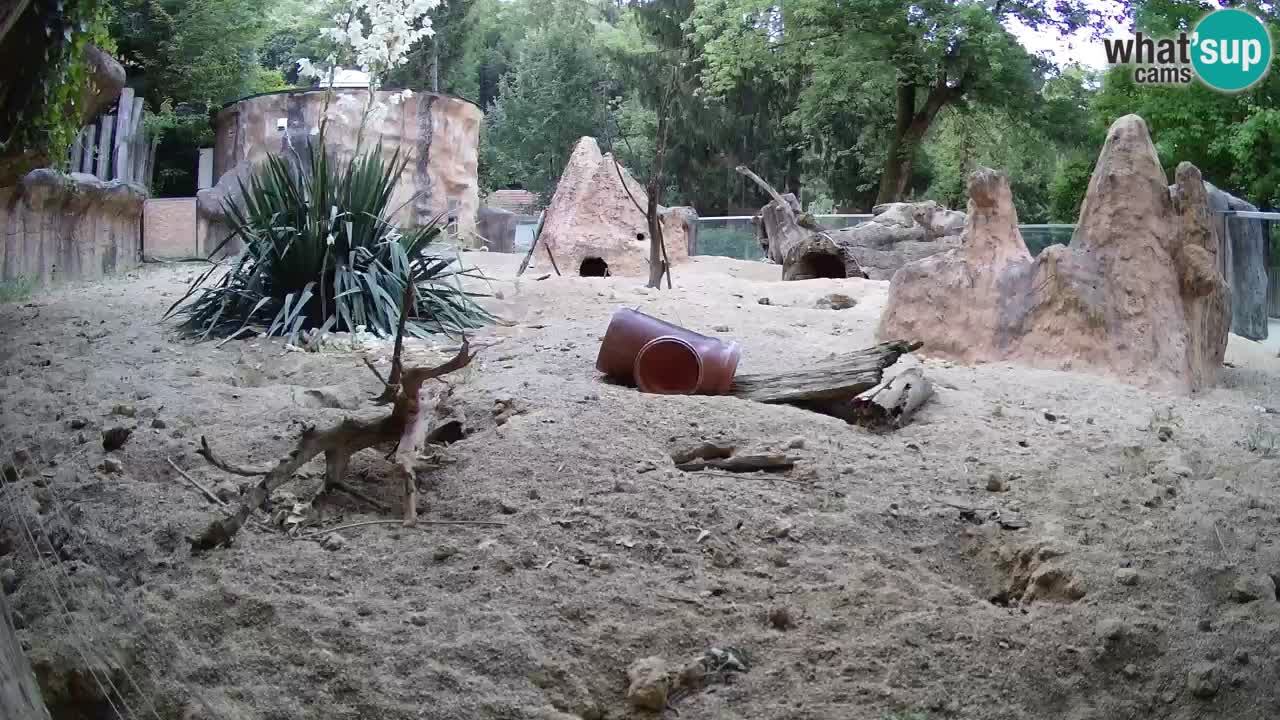 Zoo Ljubljana – Live webcam Meerkat (Suricata)