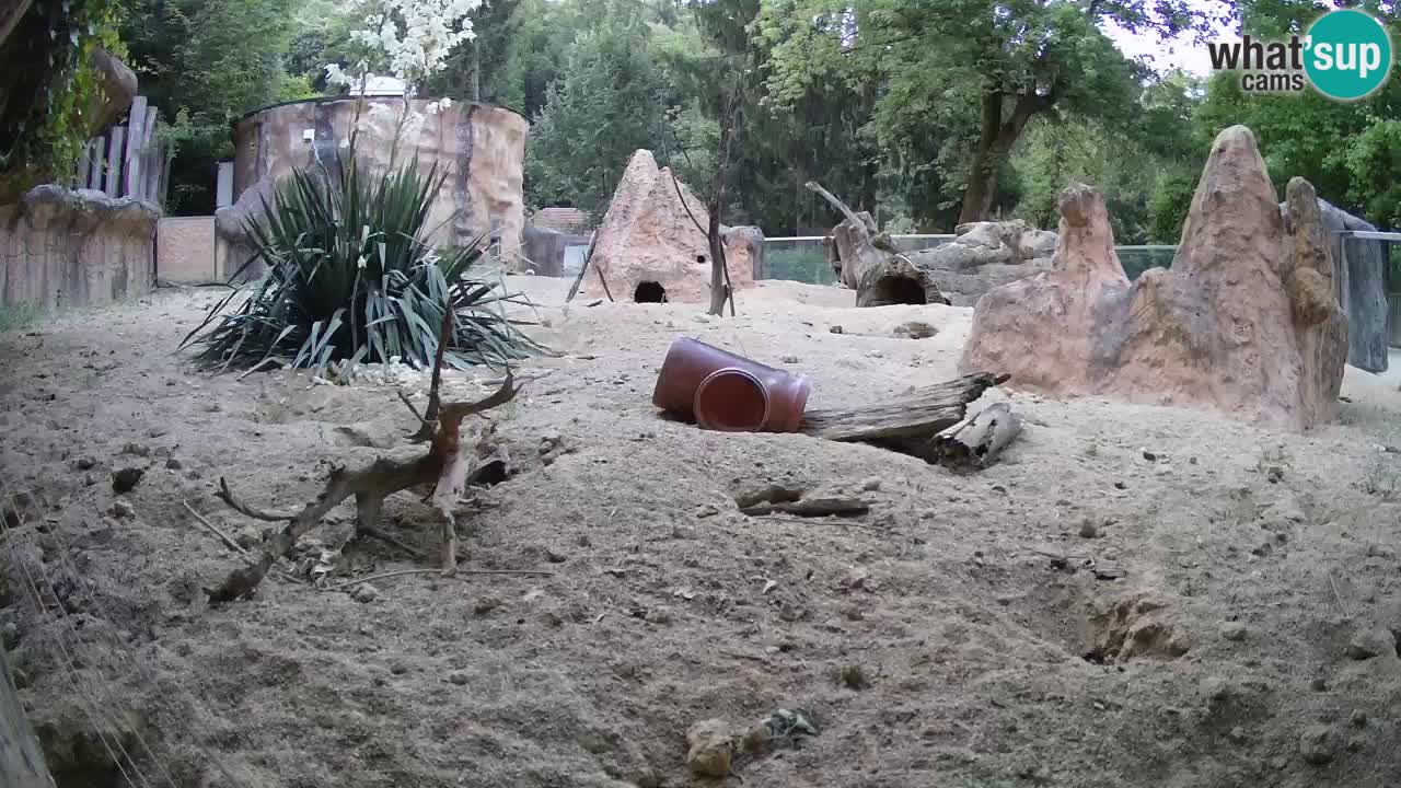 Zoo Ljubljana – Live webcam Meerkat (Suricata)