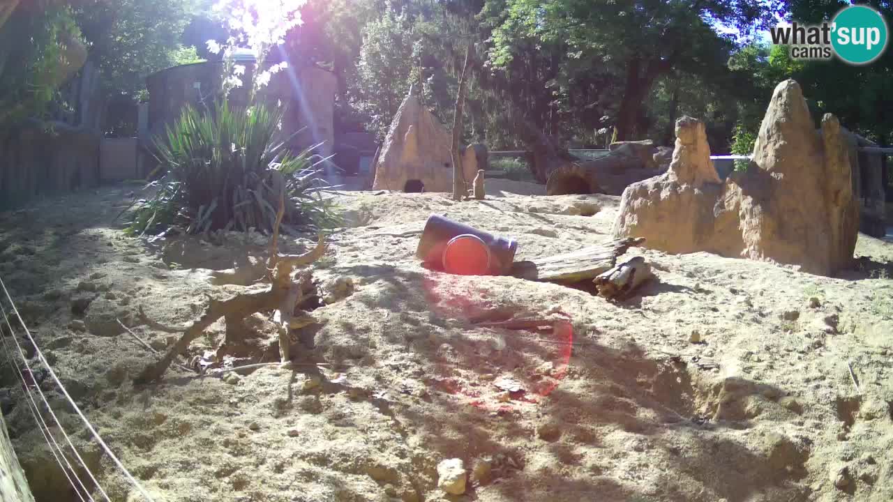Live cam Zoo Ljubljana – Erdmännchen