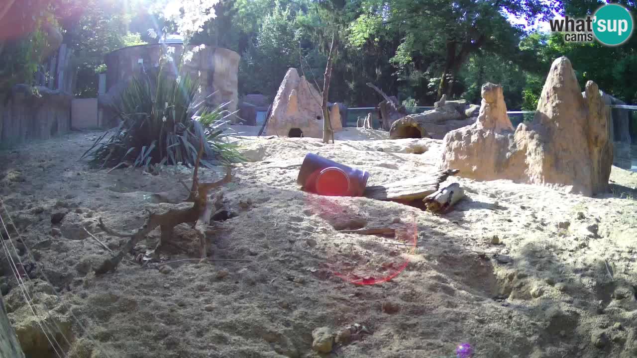 Webcam Zoo Ljubljana – Suricate