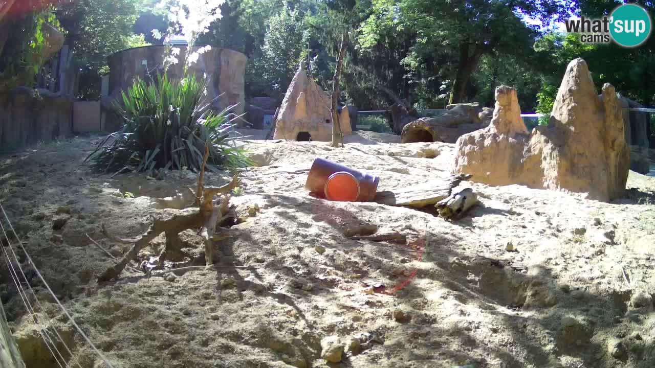 Live cam Zoo Ljubljana – Erdmännchen