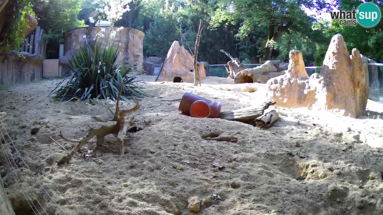 Zoo Ljubljana – Live webcam Meerkat (Suricata)
