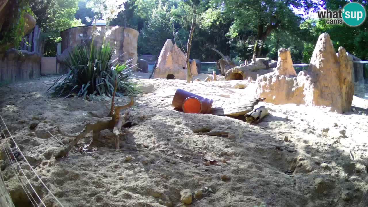 Web kamera Zoo Ljubljana – Merkat