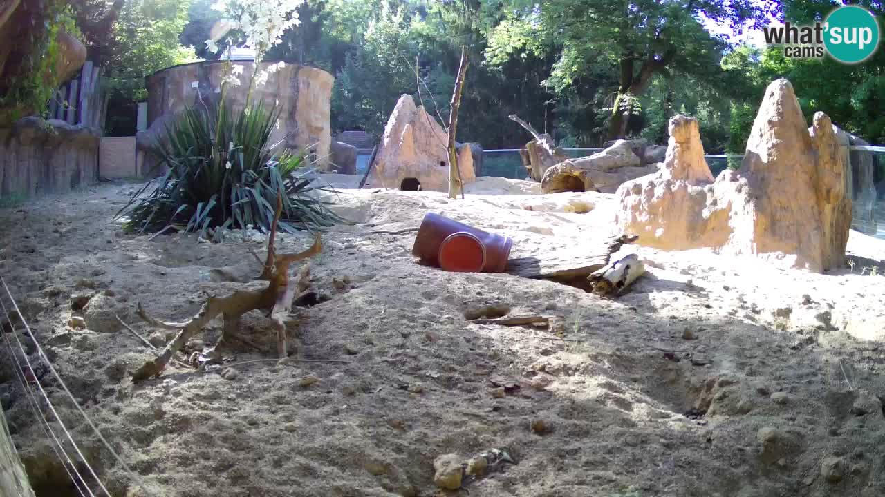Zoo Ljubljana – Live webcam Meerkat (Suricata)