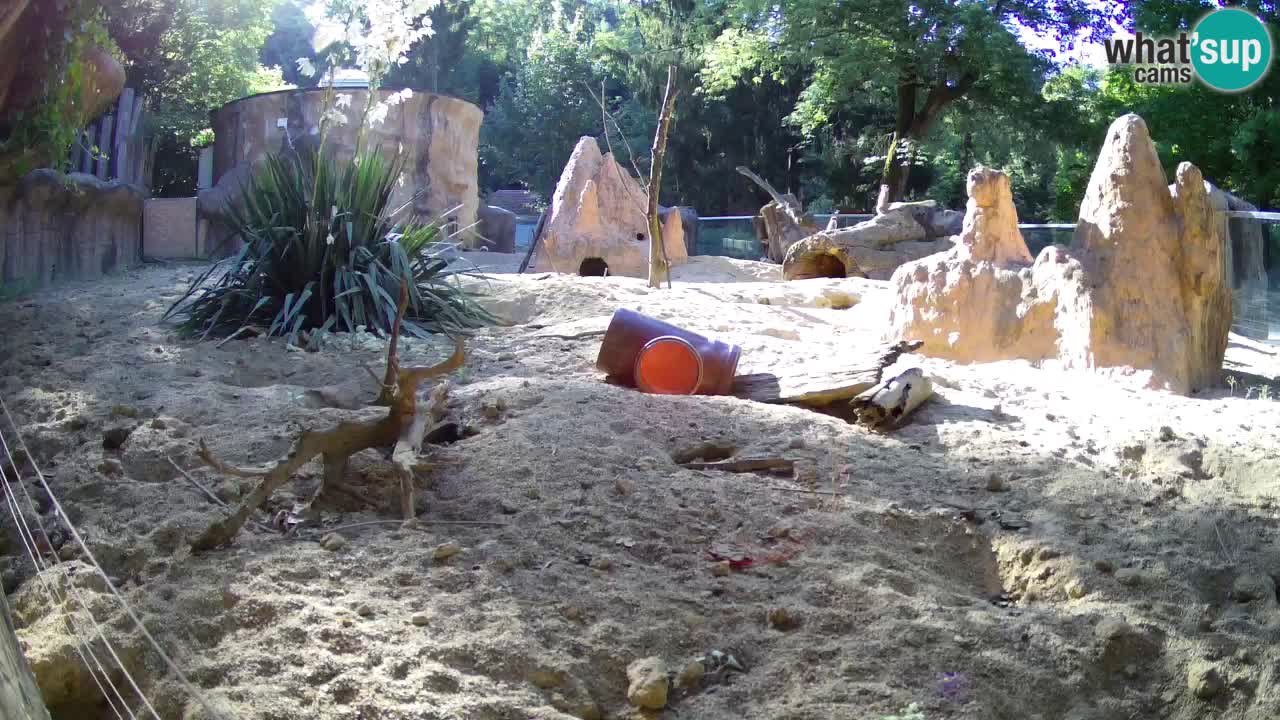 Webcam Zoo Ljubljana – Suricate
