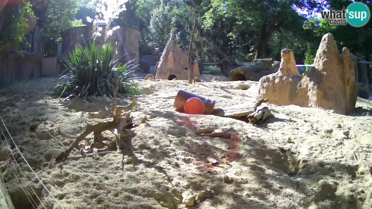 Webcam live Zoo Ljubljana – Suricata