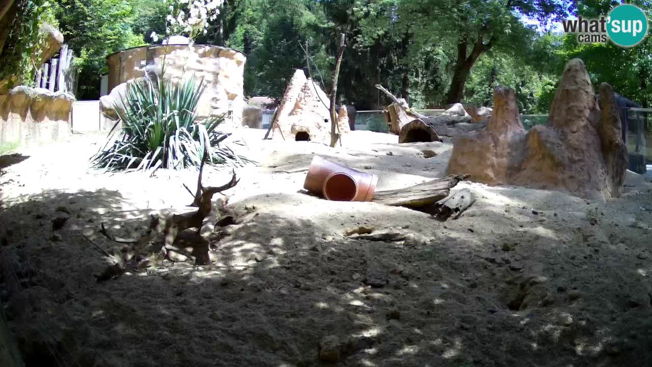 Web kamera Zoo Ljubljana – Merkat