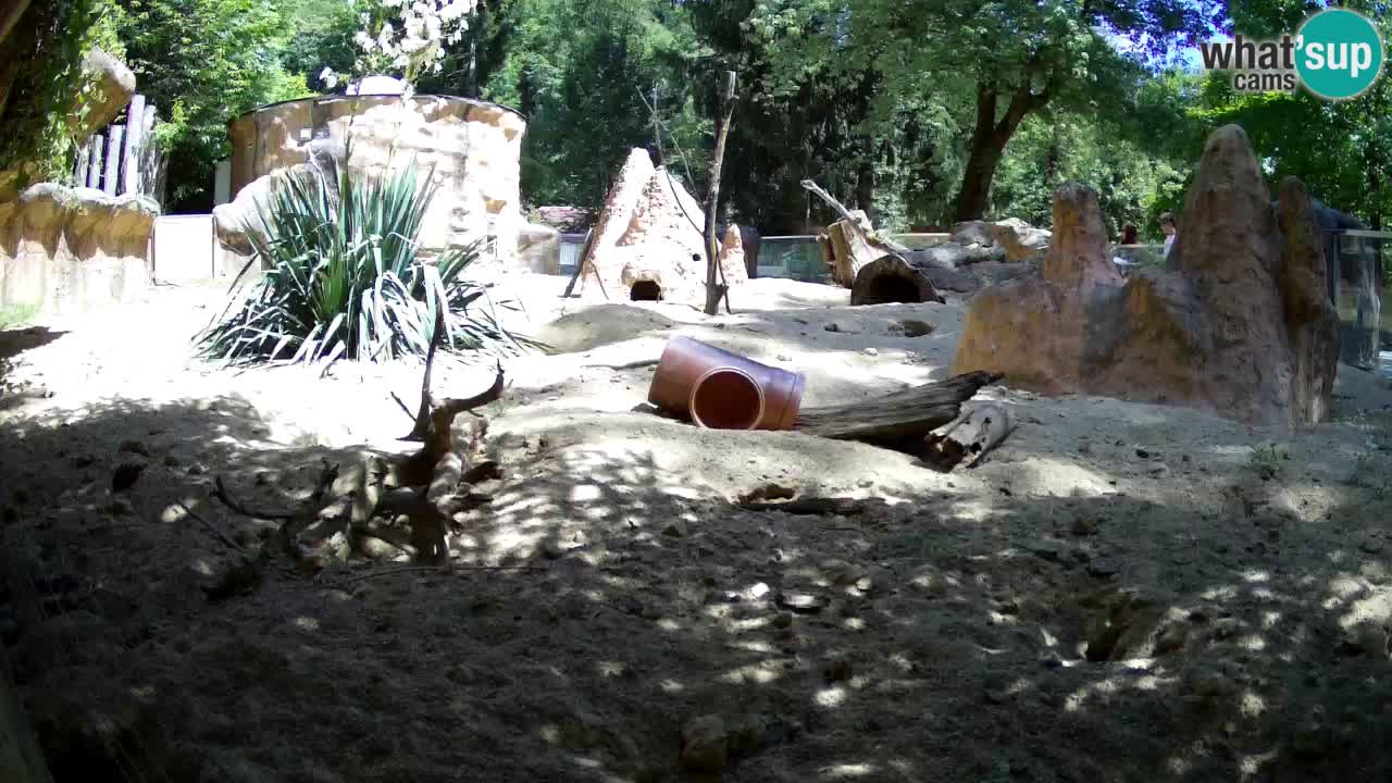 Web kamera Zoo Ljubljana – Merkat