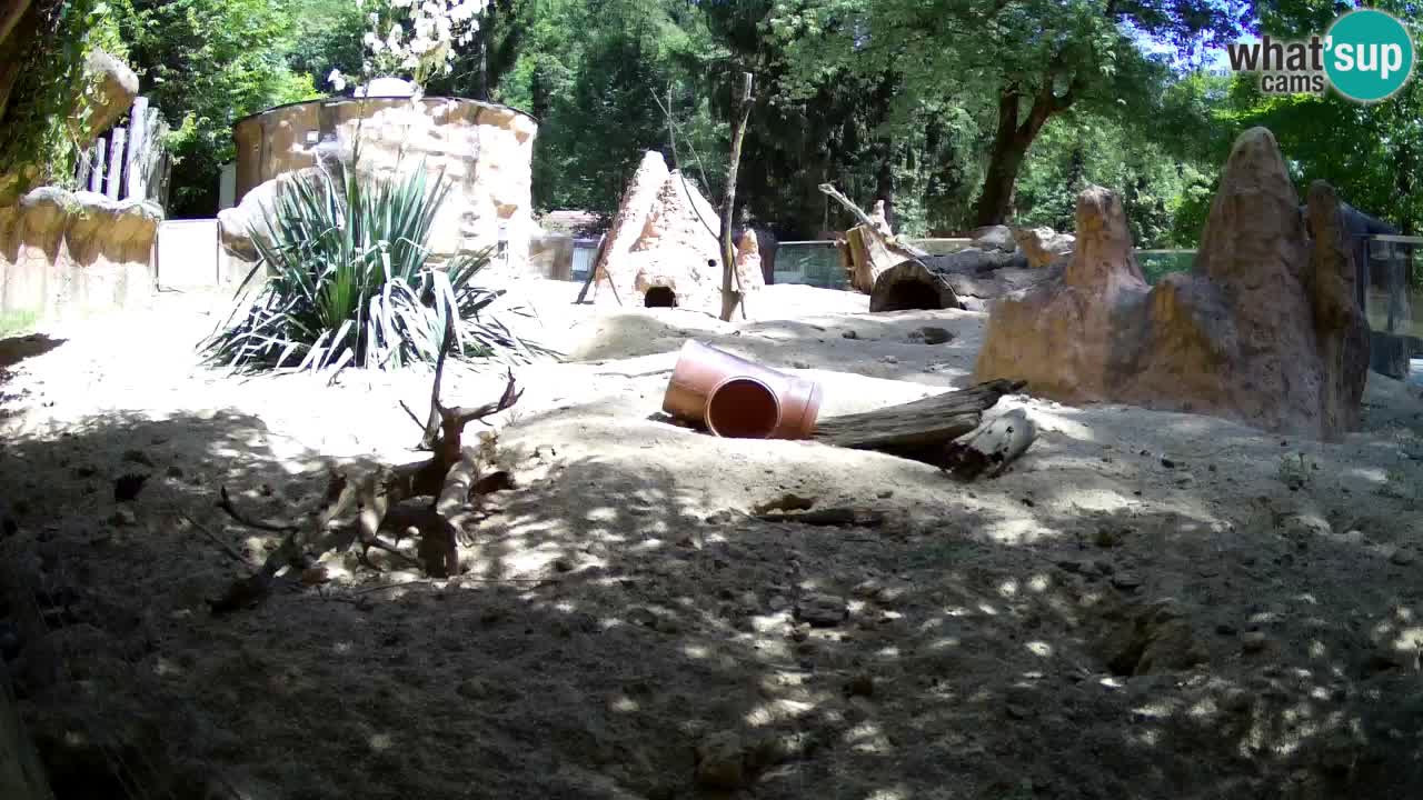 Zoo Ljubljana – Live webcam Meerkat (Suricata)