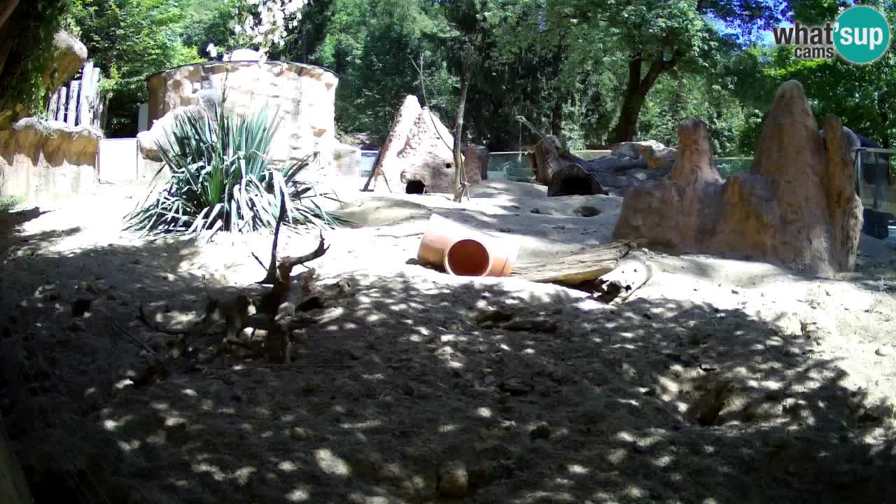 Web kamera Zoo Ljubljana – Merkat