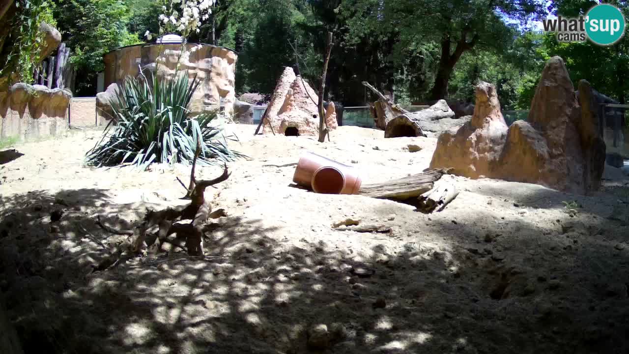 Zoo Ljubljana – Meerkat (Suricata)