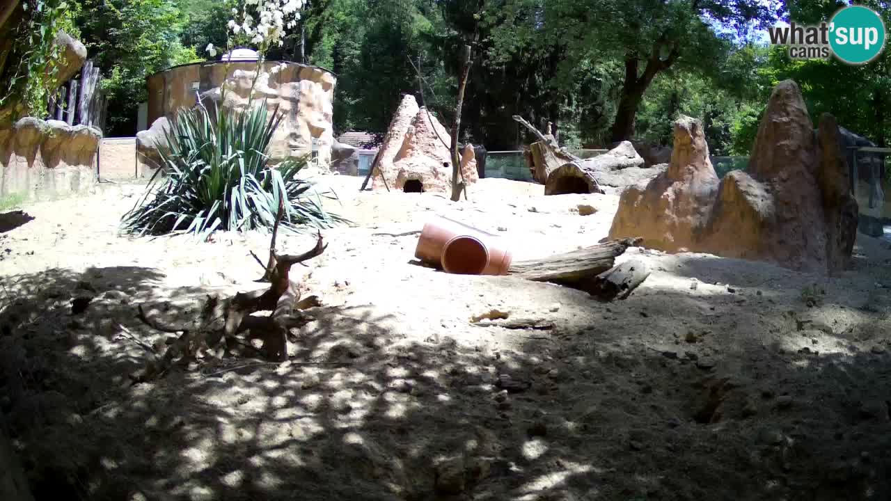 Zoo Ljubljana – Live webcam Meerkat (Suricata)