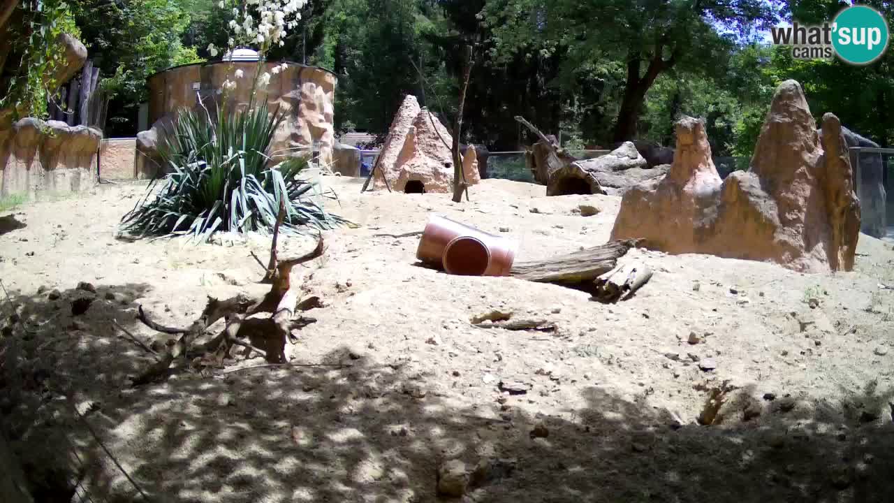 Zoo Ljubljana – Meerkat (Suricata)