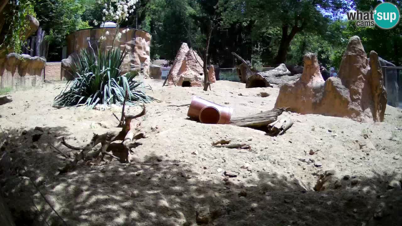 Web kamera Zoo Ljubljana – Merkat