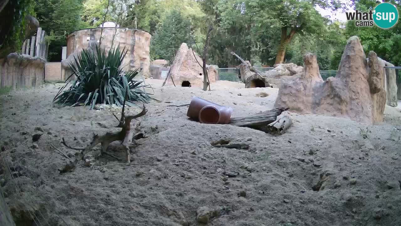 Zoo Ljubljana – Live webcam Meerkat (Suricata)