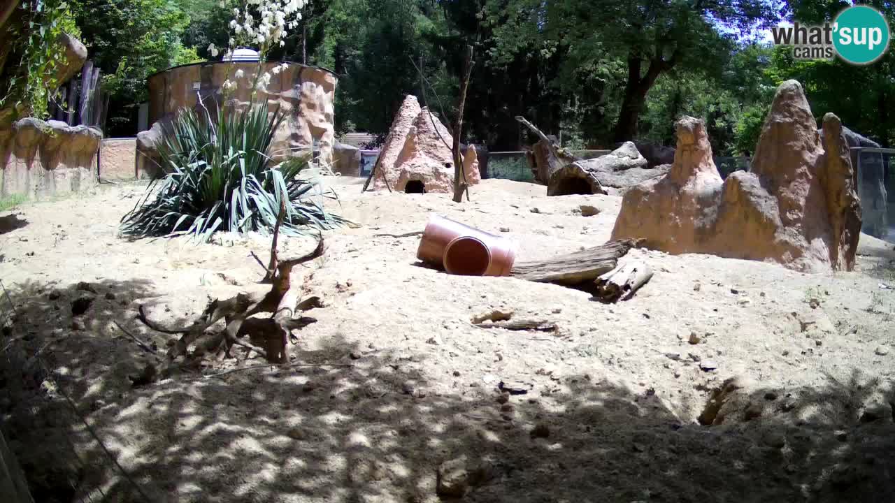 Webcam Zoo Ljubljana – Suricate