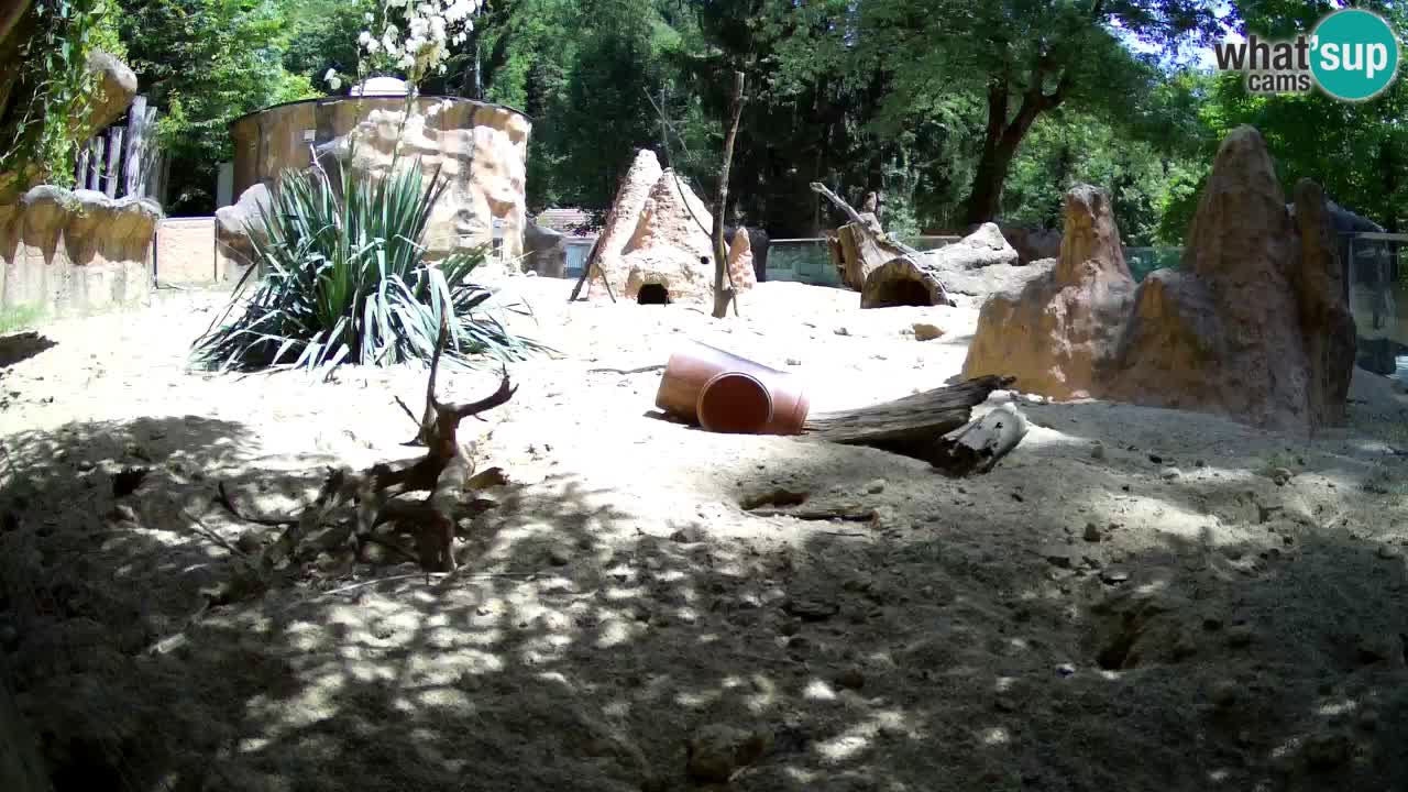 Webcam Zoo Ljubljana – Suricate