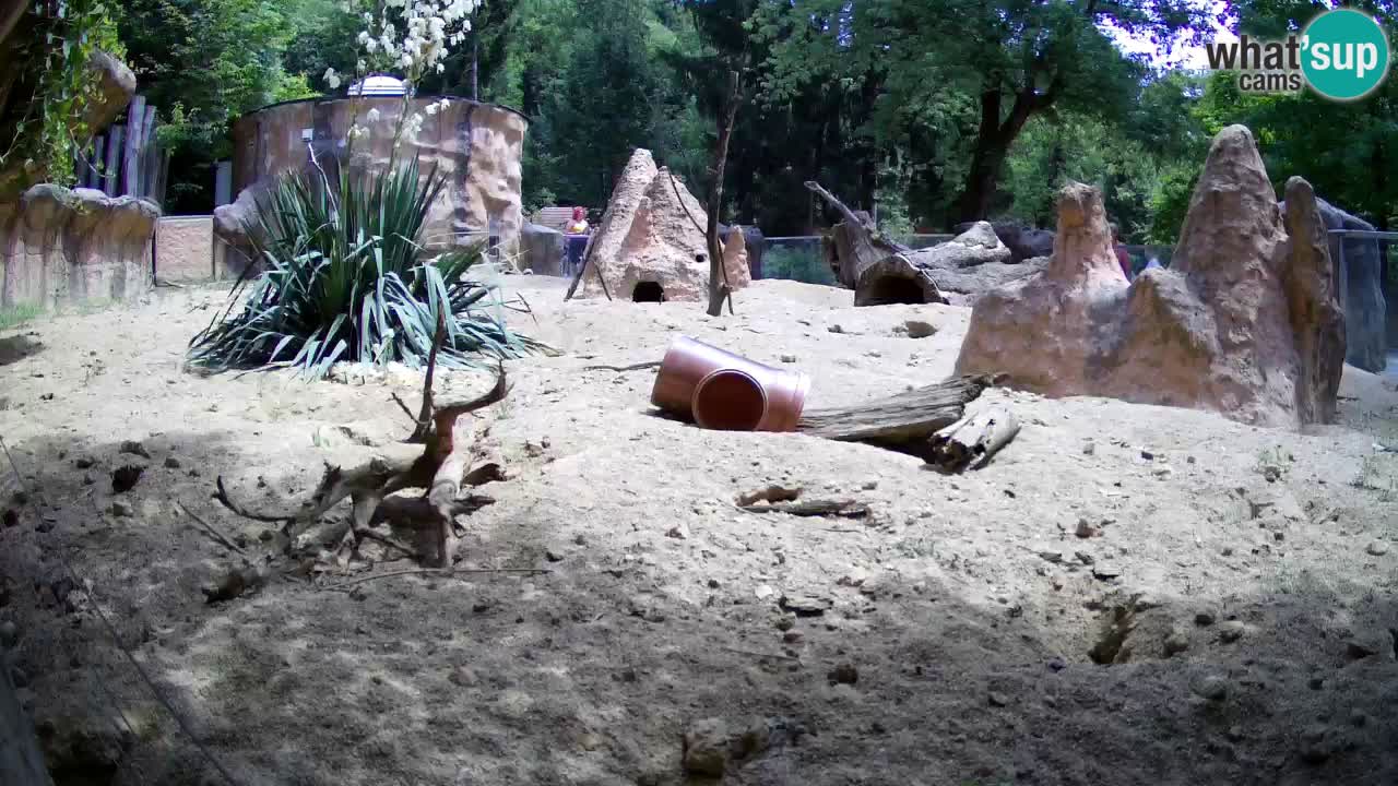 Zoo Ljubljana – Meerkat (Suricata)