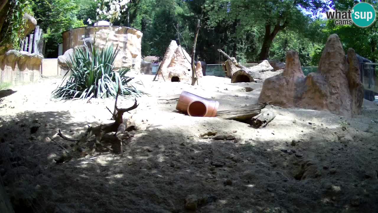 Webcam live Zoo Ljubljana – Suricata