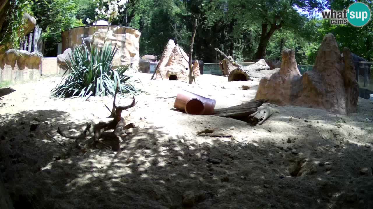 Web kamera Zoo Ljubljana – Merkat