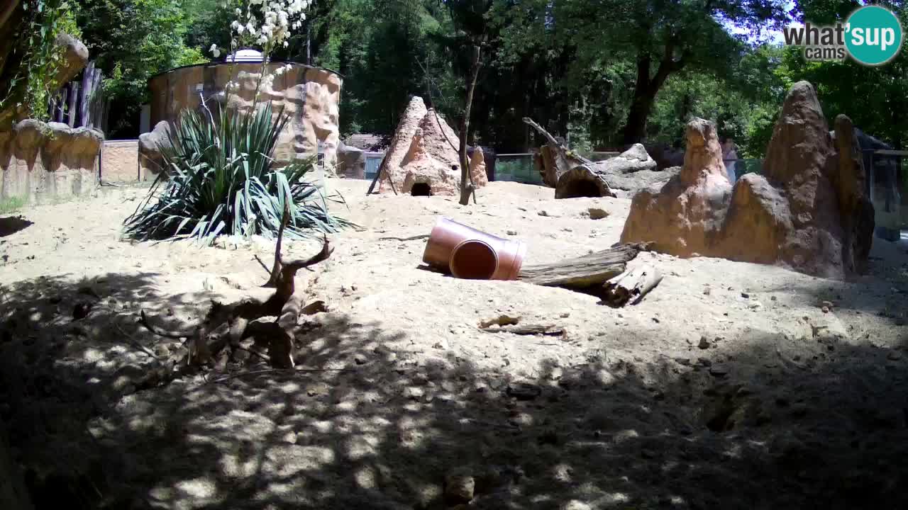 Live cam Zoo Ljubljana – Erdmännchen
