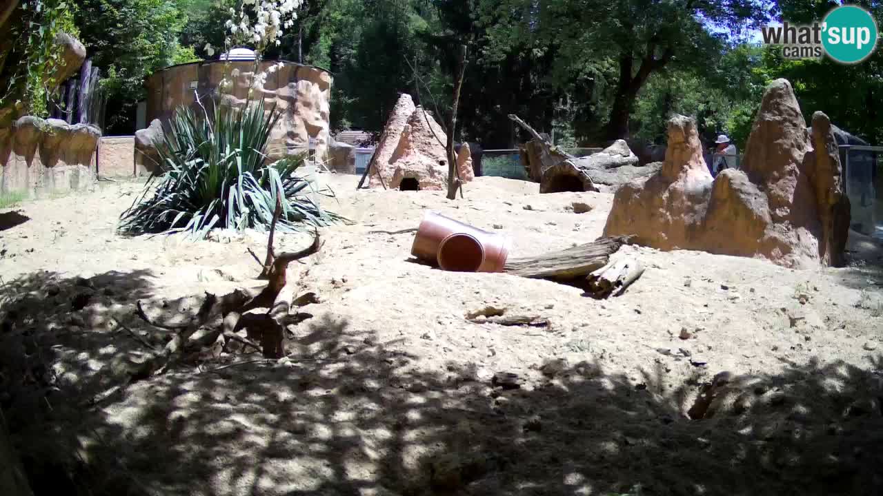 Web kamera Zoo Ljubljana – Merkat