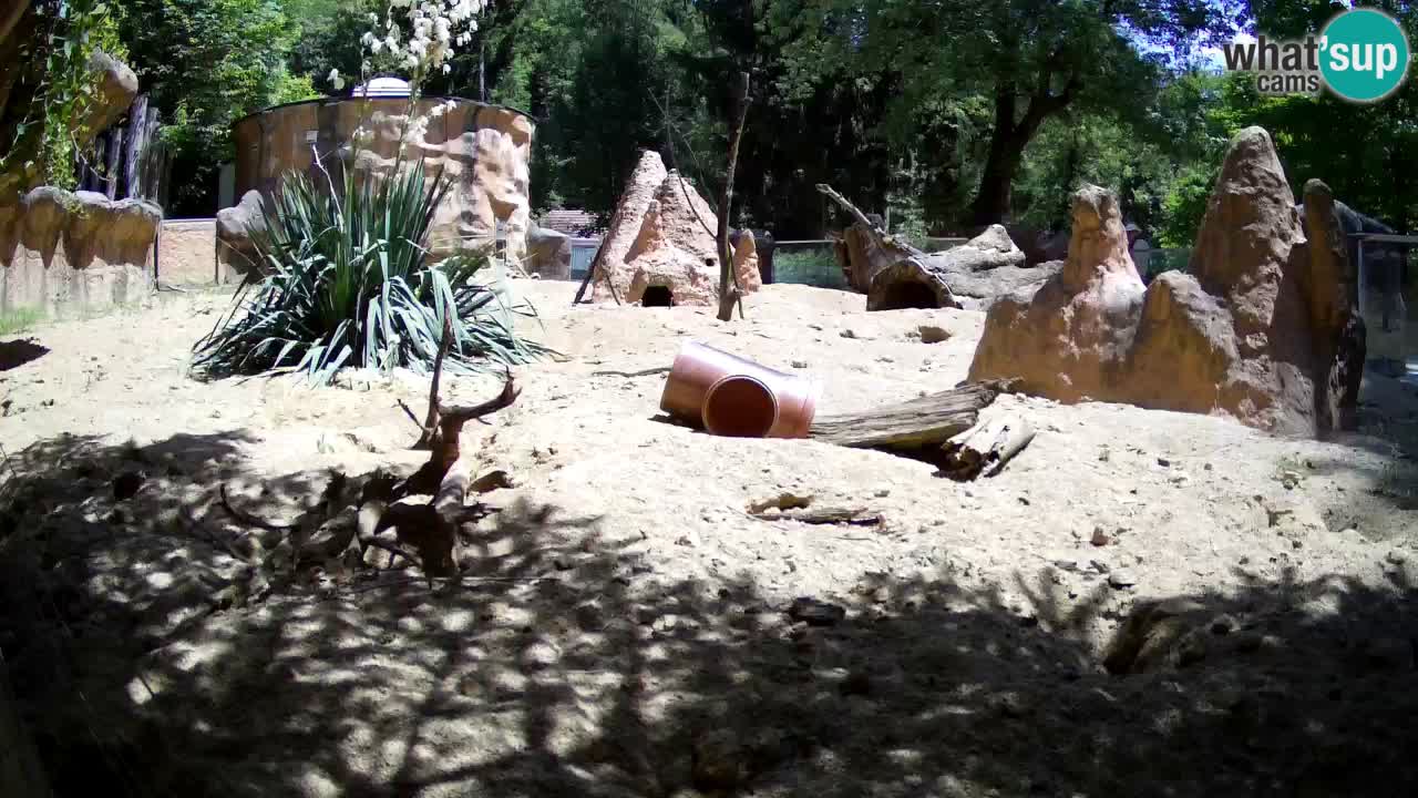 Live cam Zoo Ljubljana – Erdmännchen