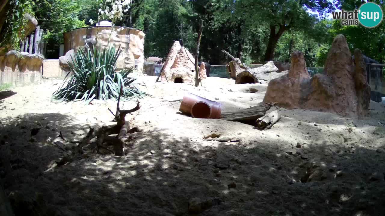 Zoo Ljubljana – Meerkat (Suricata)