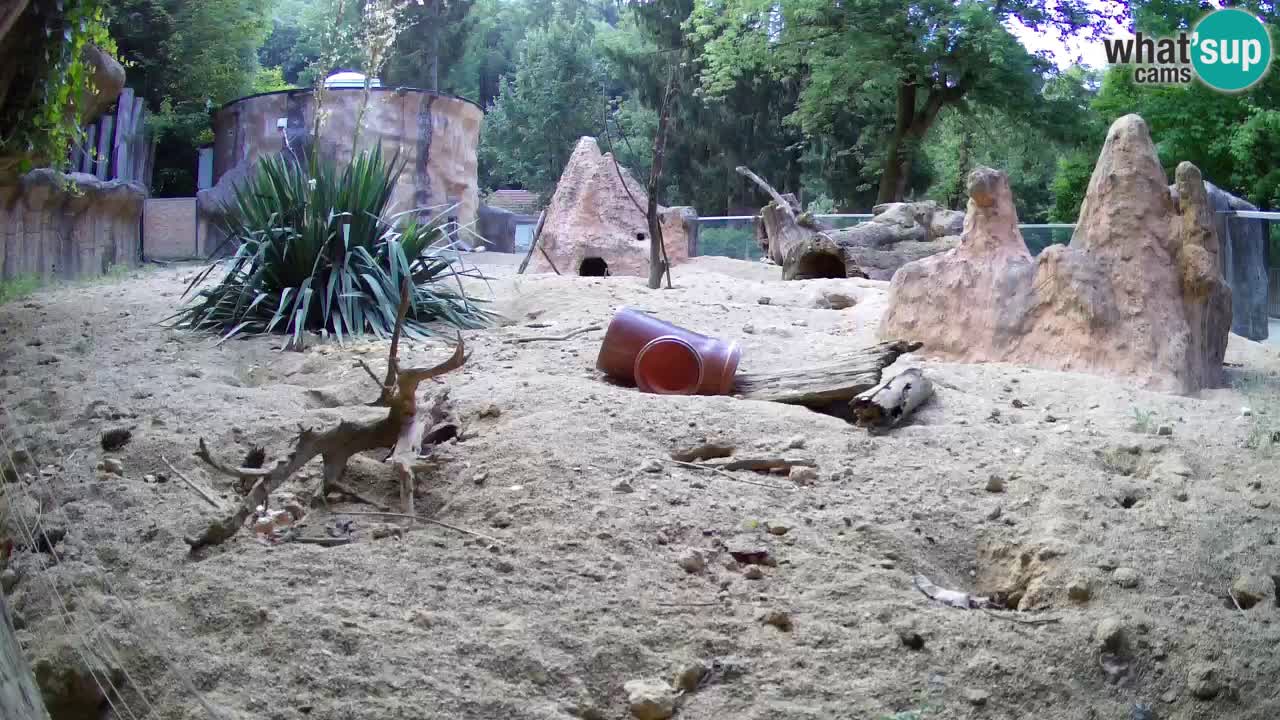Zoo Ljubljana – Live webcam Meerkat (Suricata)