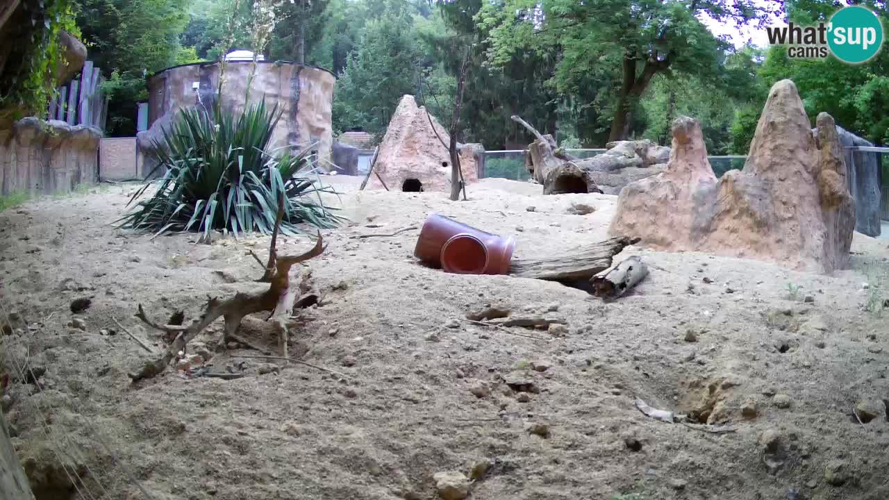 Webcam live Zoo Ljubljana – Suricata