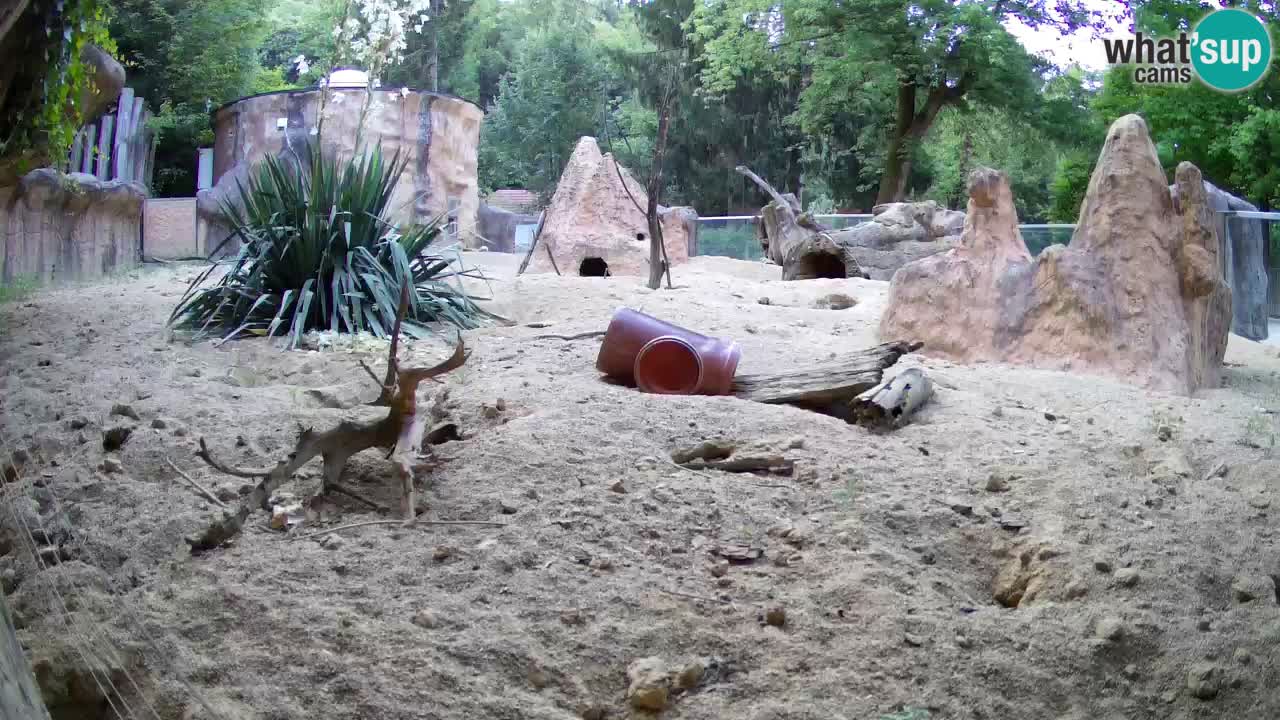 Web kamera Zoo Ljubljana – Merkat