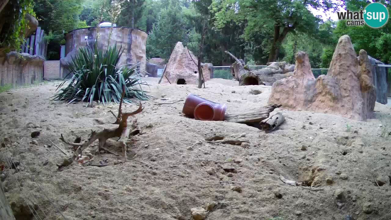 Webcam Zoo Ljubljana – Suricate