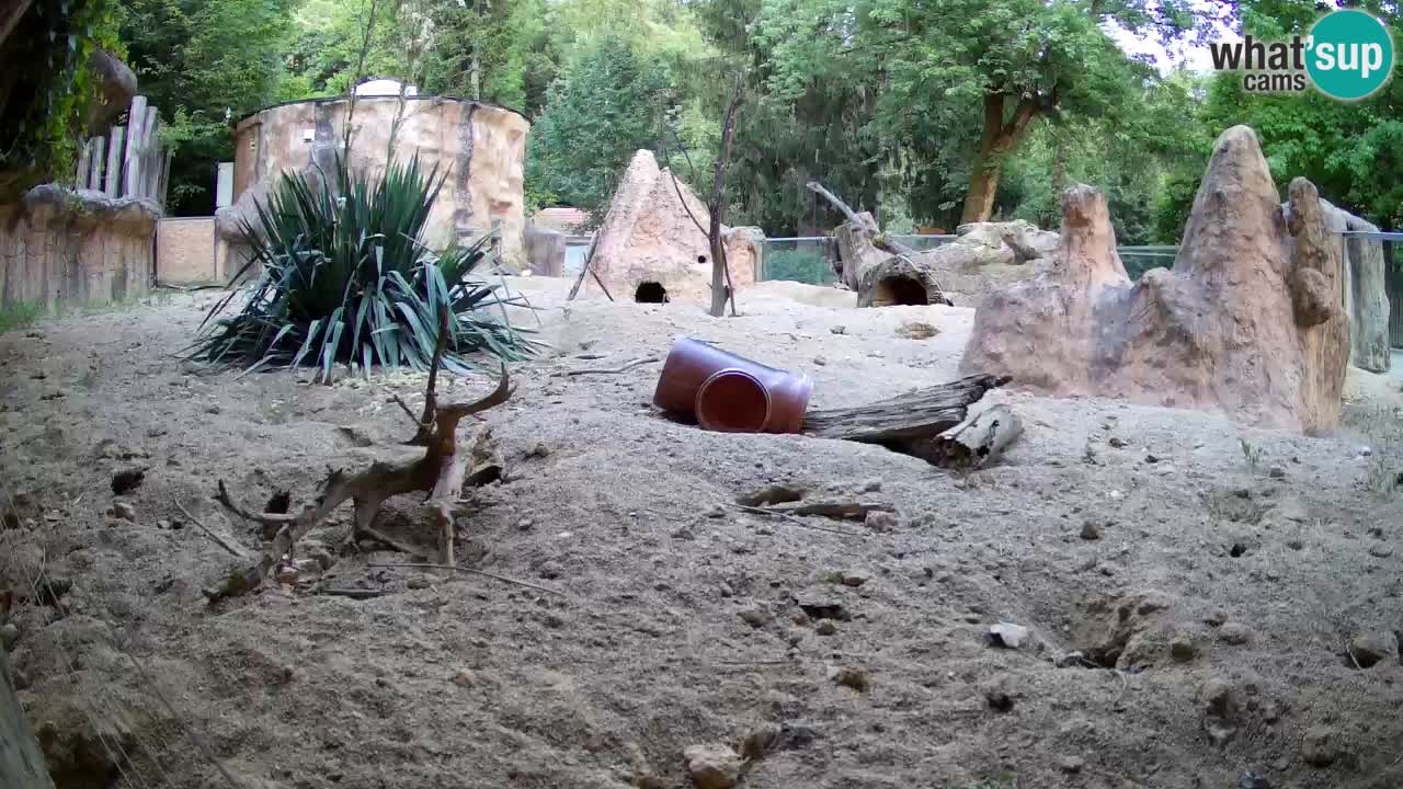 Live cam Zoo Ljubljana – Erdmännchen