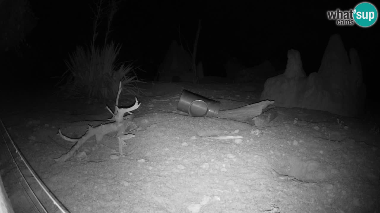 Zoo Ljubljana – Live webcam Meerkat (Suricata)