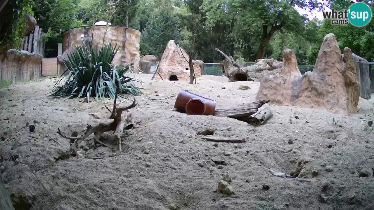 Zoo Ljubljana – Meerkat (Suricata)