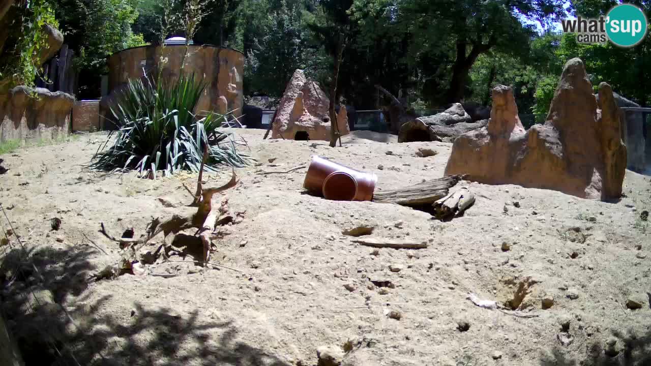 Web kamera Zoo Ljubljana – Merkat
