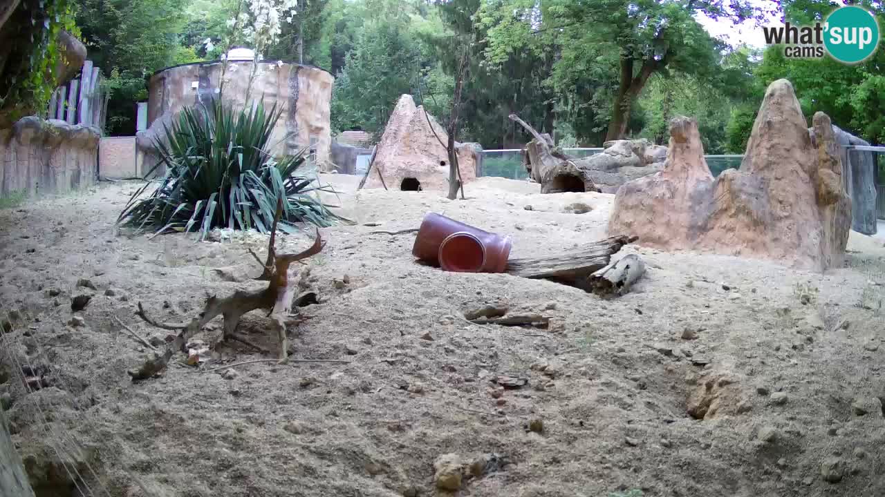 Zoo Ljubljana – Live webcam Meerkat (Suricata)