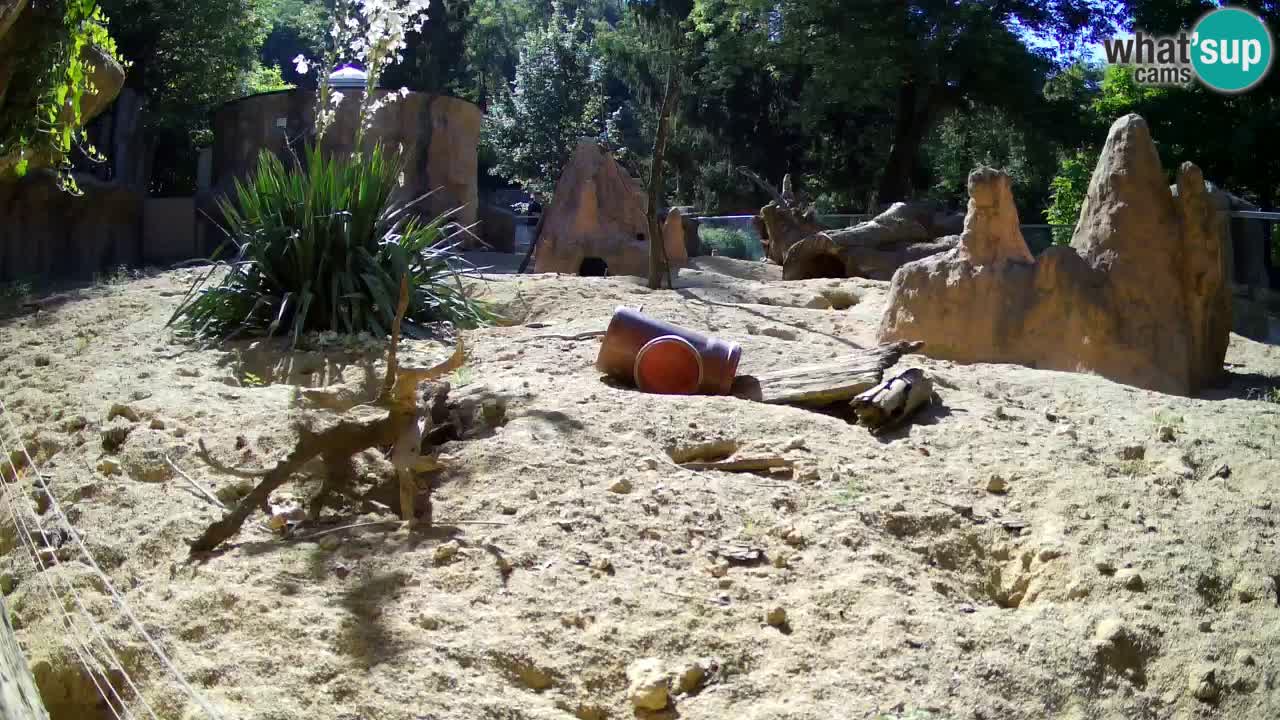 Zoo Ljubljana – Live webcam Meerkat (Suricata)